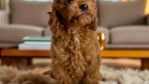 Muhteşem Toy Poodle DİŞİ